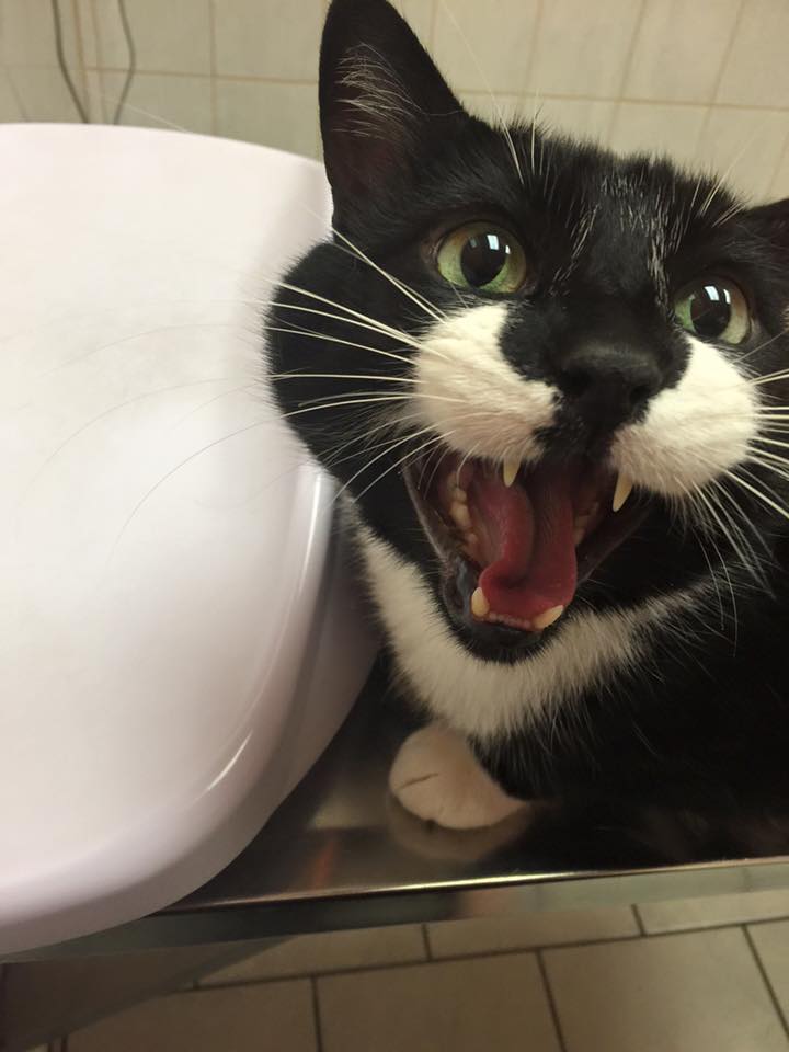 AuriEllis (Ursula on NoPixel/Prodigy)🏳️🌈 tweet media