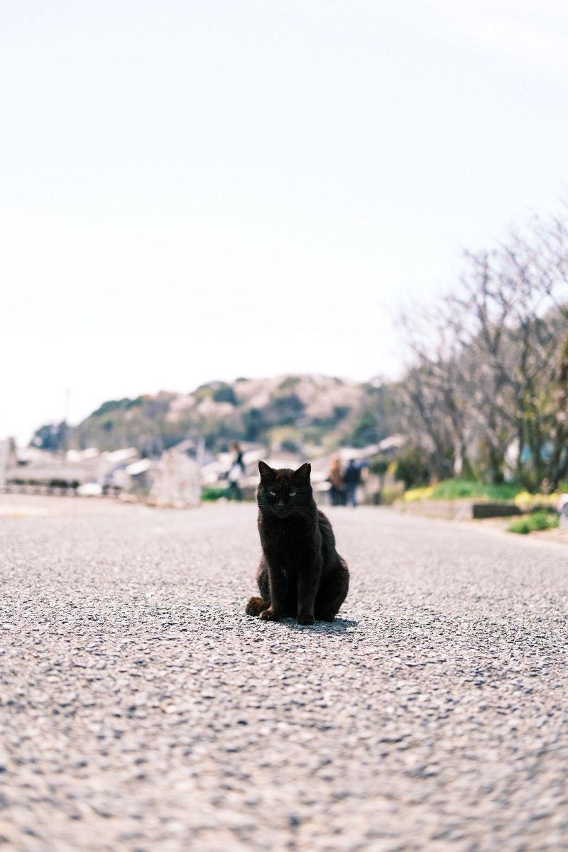 Post by ぷぐ【CC福岡く47ab】 on X: 猫の