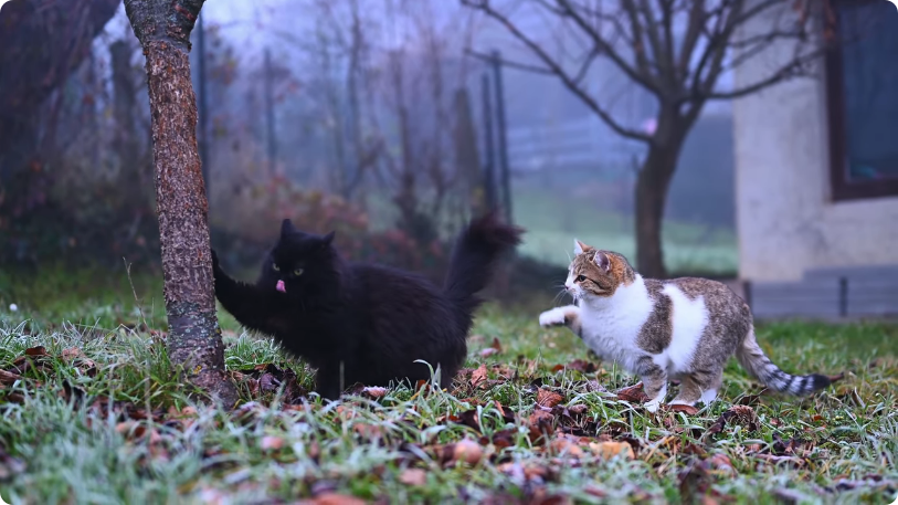 KhiledKilani's tweet photo. Cats 😼 https://t.co/SfVb3l1aqK