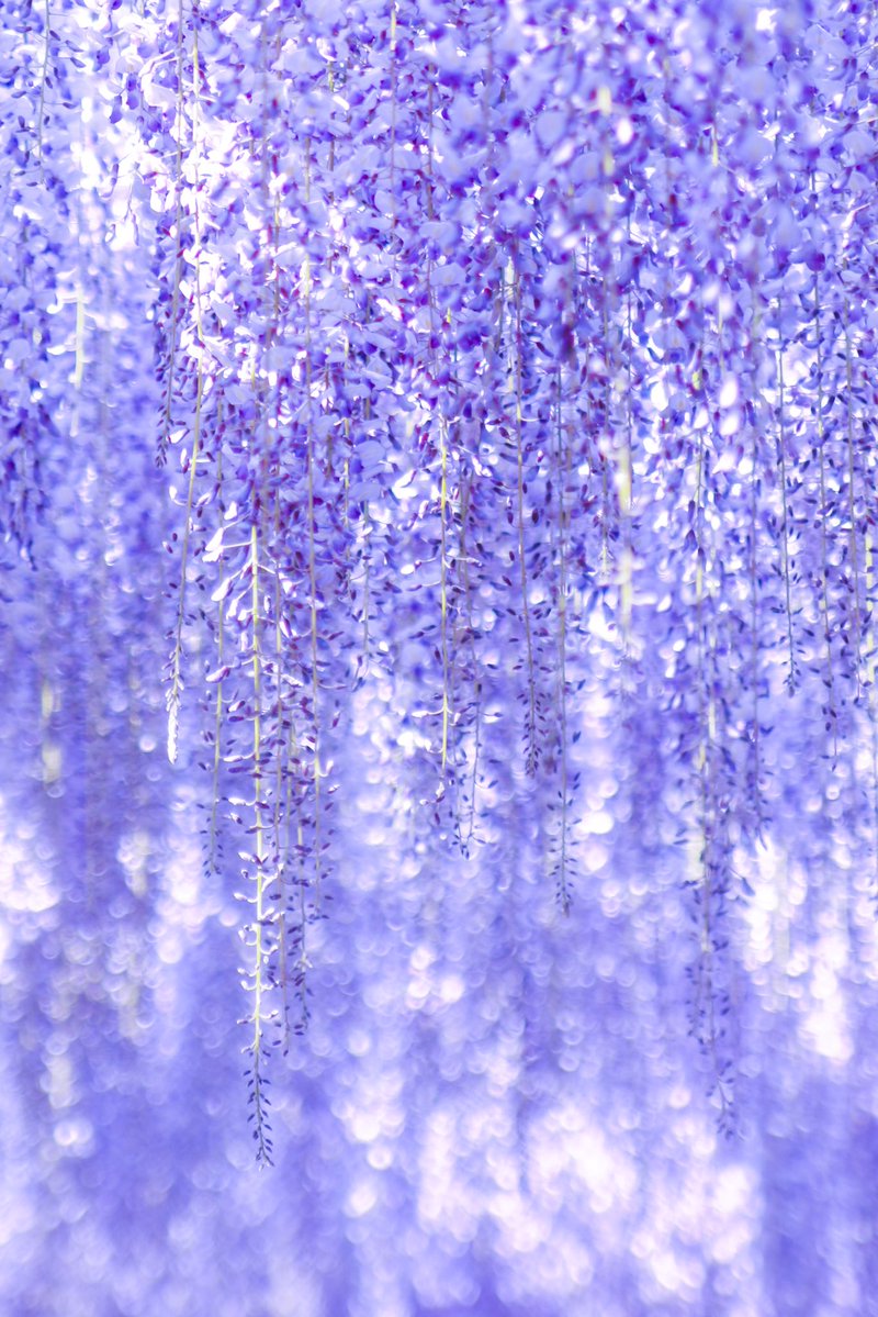 66___boc's tweet image. 光に揺れて、融けて、藤の花。