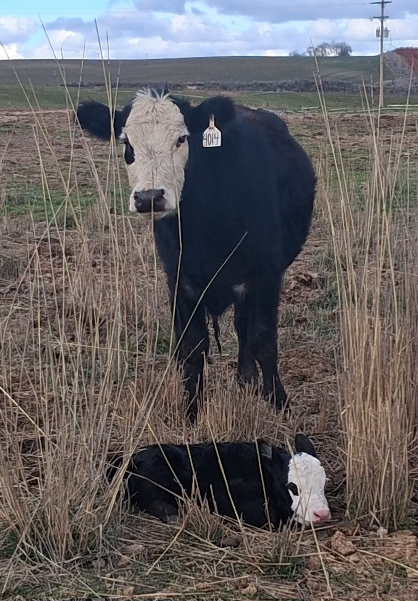 Bovine Thots With Poppin Twats tweet media