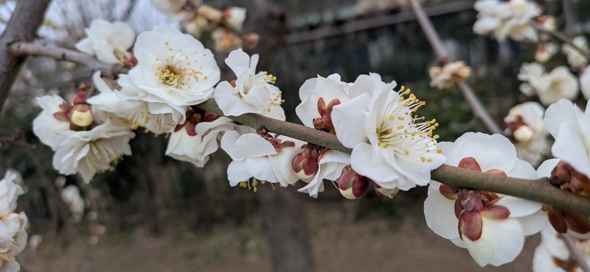 ウルップ草 tweet media