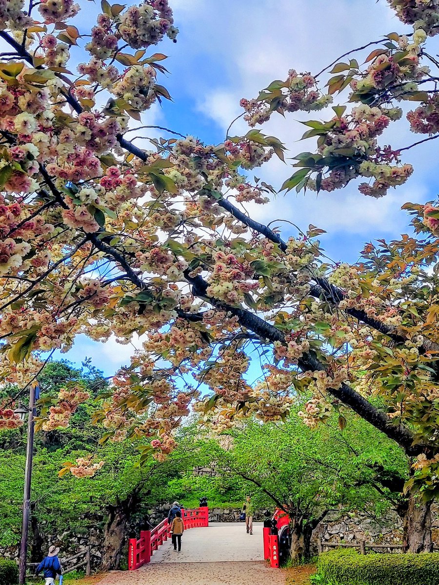 Xで早咲き桜の美しい写真が続々、心温まる春の訪れ