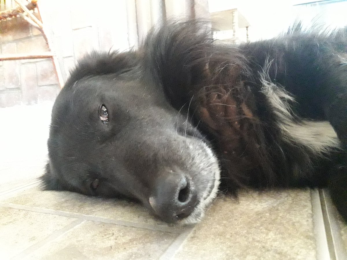 -¿Es agresivo?
-No. Es seductor.