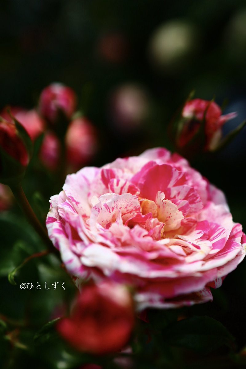 Flower Photo Club Community on X - 4.5K Members