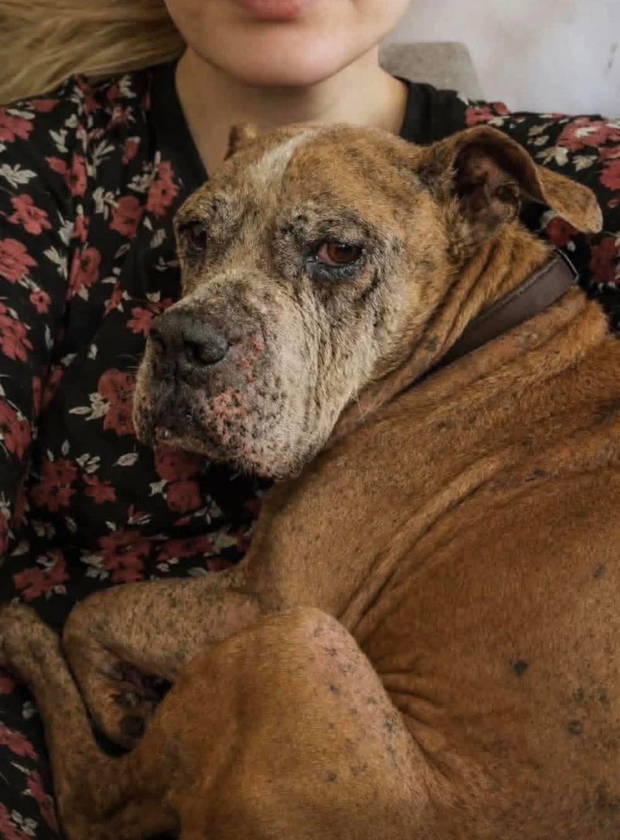 CrazyVibes_1's tweet image. Yesterday, I walked into our local shelter here in Oregon with a very specific mission. I didn't come for a puppy. I didn't come for a playful hiking buddy. I came for the one dog everyone else had given up on.

I asked the front desk for the "longest resident." The volunteer