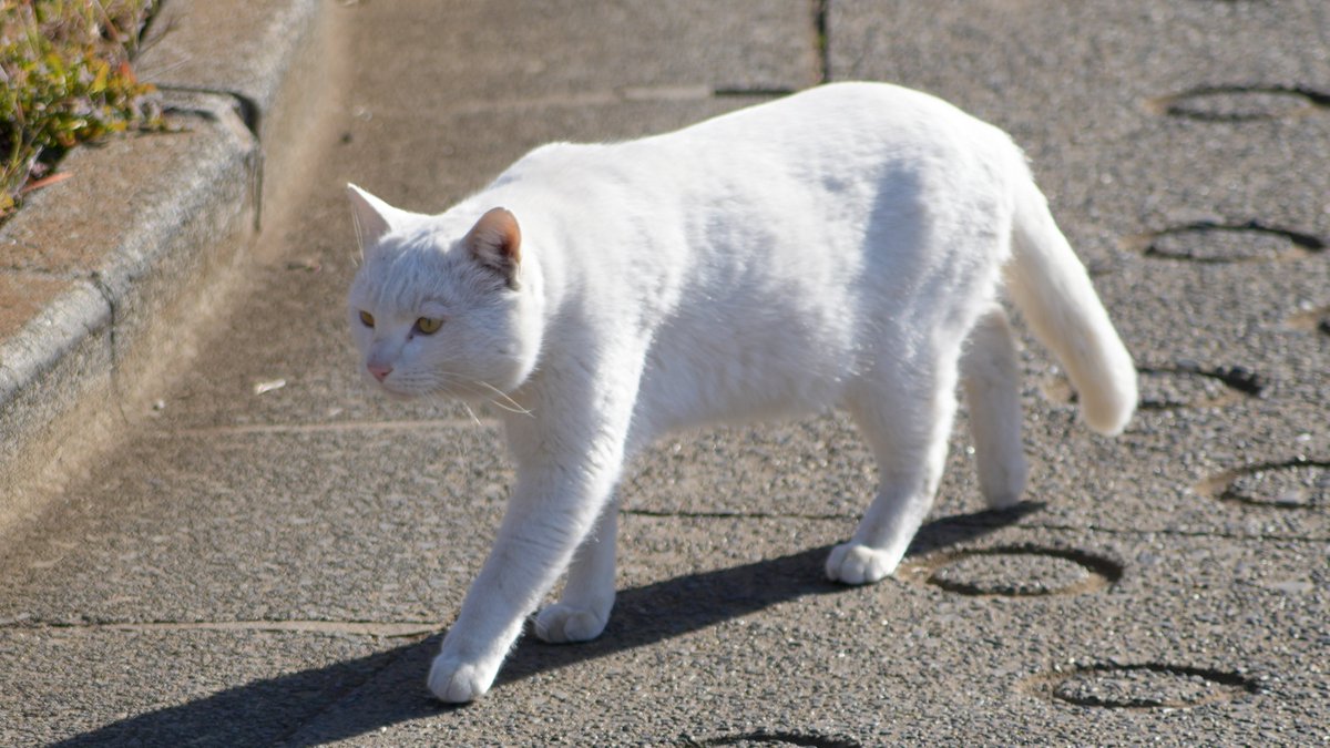 猫ちゃーーん🐱🐾🧁
