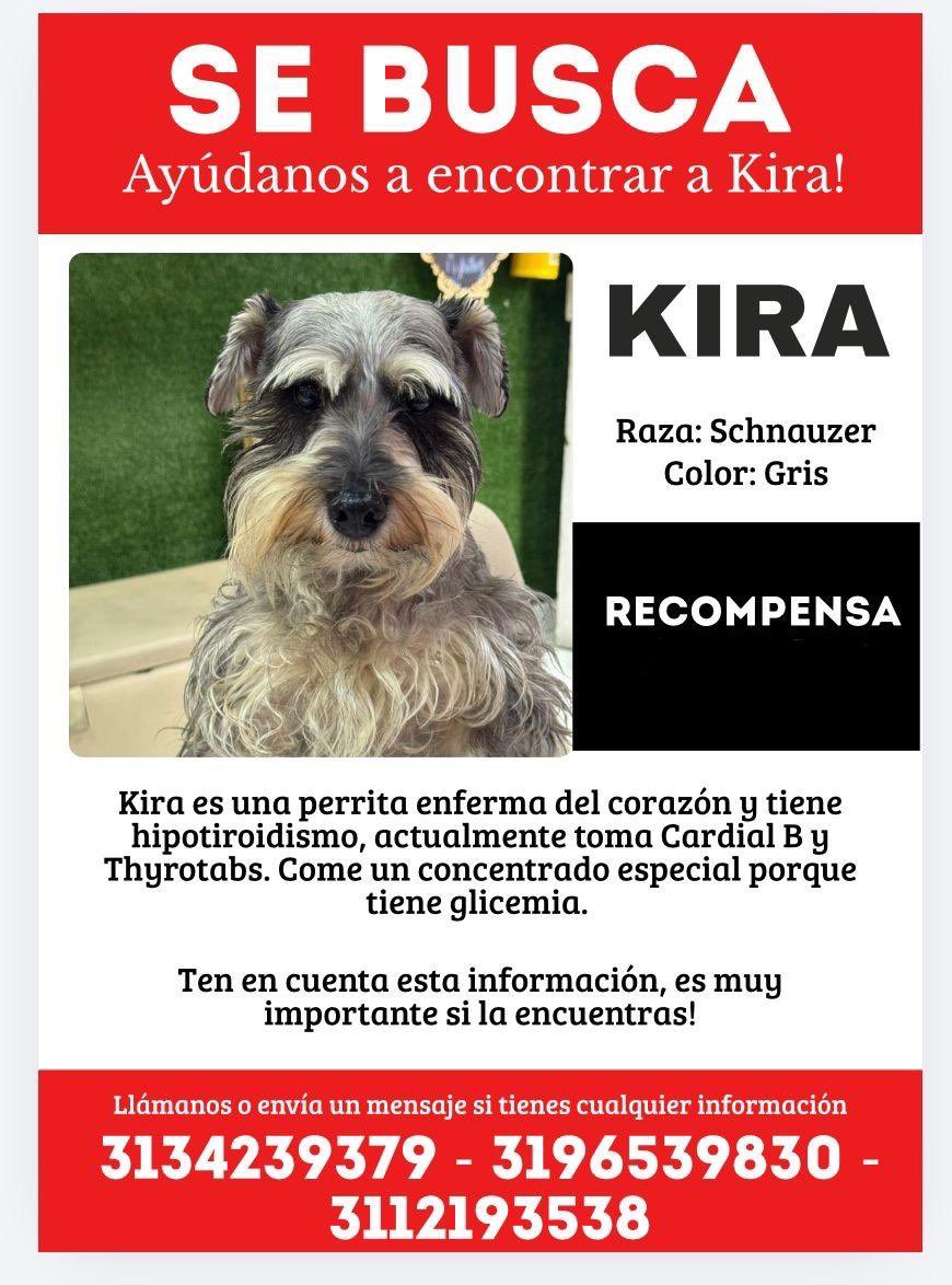 🆘 Difundir por favor 🙏🏼     
<a href="/losbuscamos_col/">Animalitos Perdidos</a>  
<a href="/andreanimalidad/">Andrea Padilla |Senado Alianza Verde🌻#️⃣1️⃣4️⃣</a> <a href="/piedrahitangela/">Ángela Piedrahita 🐤</a> <a href="/juliherrerap/">Rosa Juliana Herrera Pinto🐾👣</a> <a href="/Marce_Tabares/">Marce Tabares 🐶</a> <a href="/margaritavela/">Margarita Vela 🌳🍀🌽🌼</a> <a href="/DanielSamperO/">Daniel Samper Ospina</a> <a href="/MarkLeeOficial/">Mark Lee</a>  @camilochara <a href="/AleGiraldoP/">Alejandra Giraldo</a>