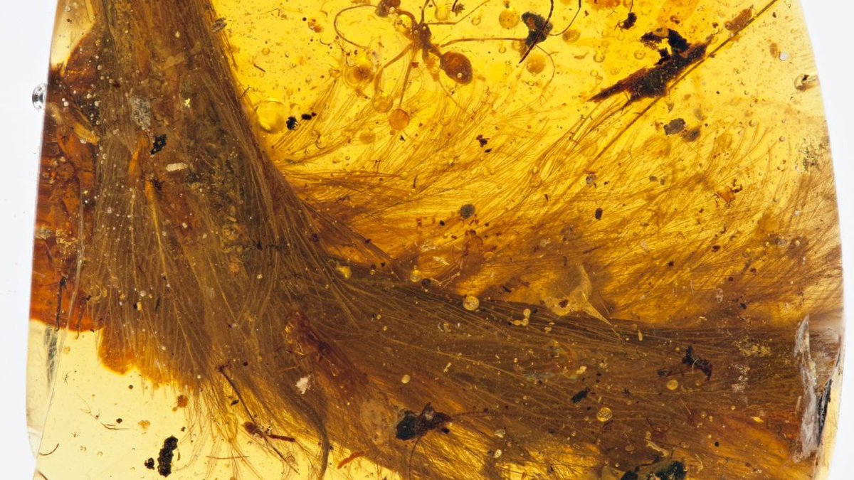 Did you know that scientists discovered a dinosaur tail perfectly preserved in amber? It is full of feathers.