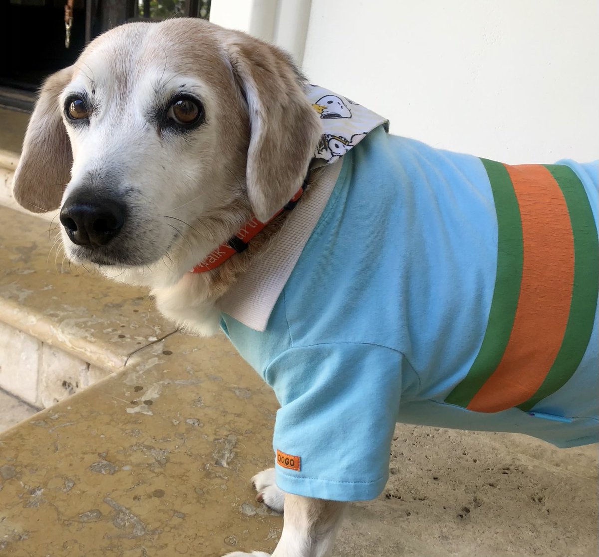 Hello frends  🩵😇🐾
Hapeey Toosday