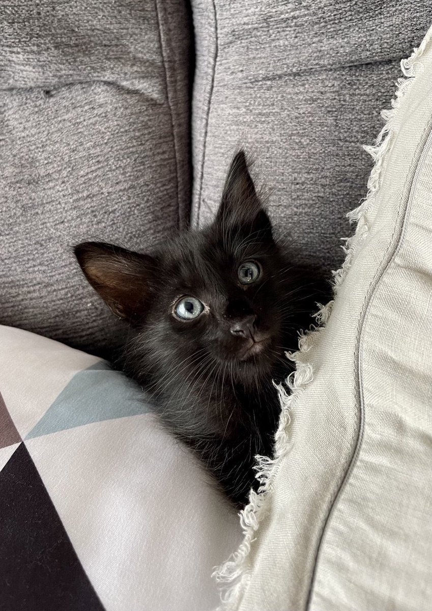 Carlos Herrera tweet media