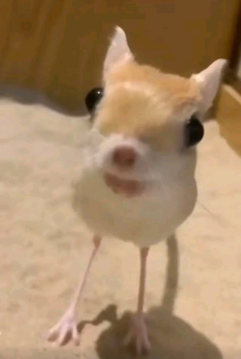 Pasé lo que pasé, ninguna ia superará a mí futura mascota, algún día la tendré....