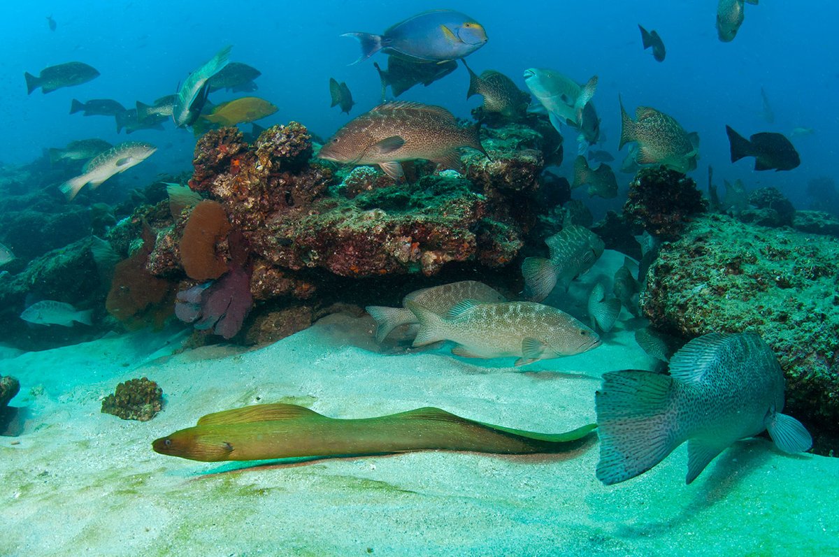 Institute of the Americas tweet media