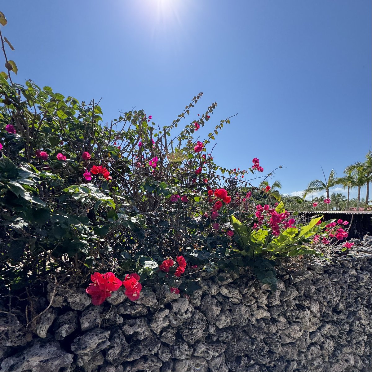 ブーゲンビリア #竹富島 #Bougainvillea