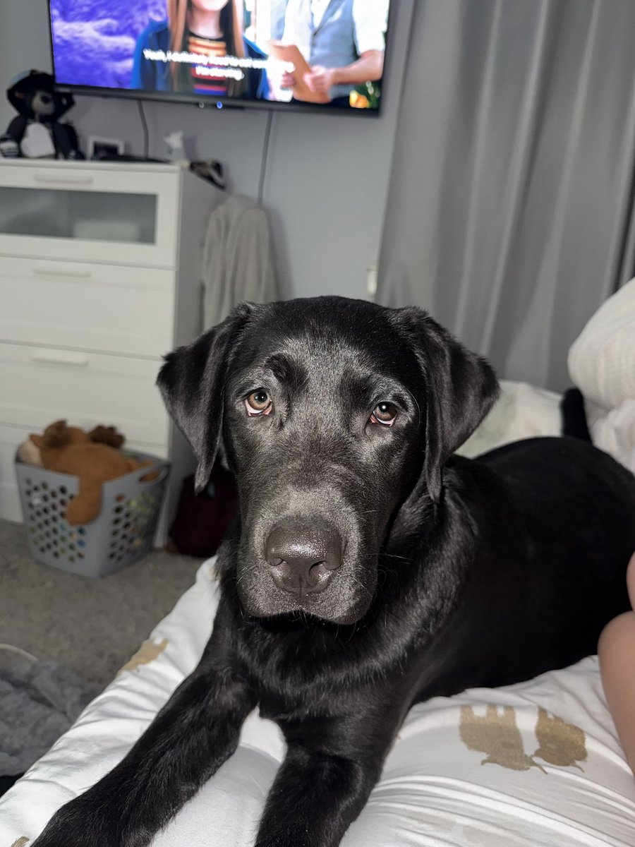 EmilyWyse's tweet photo. 12.5 hour day shift completed followed by a 10km run on the treadmill to keep the legs ticking over. Finished with cuddles from Maverick ❤️ https://t.co/AQd5WPCK1k