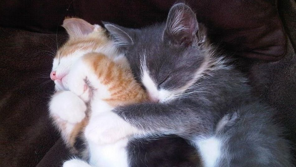 daily cats ♡ tweet media