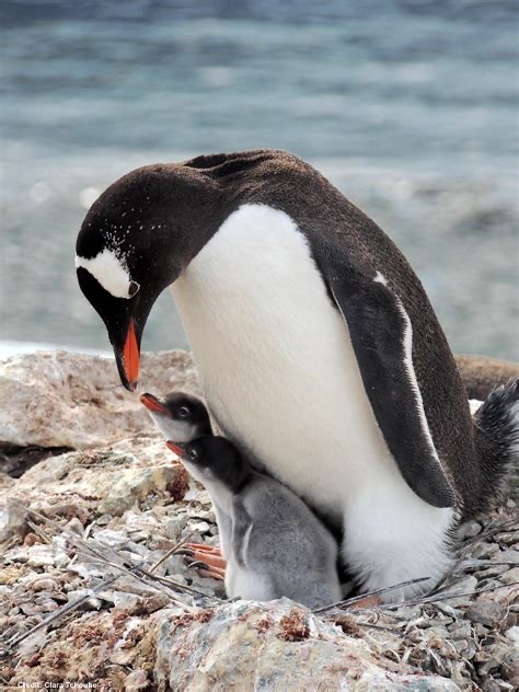 #BirdFlu

Dreadful news: gentoo penguins and fur seals have tested positive for H5N1 bird flu on Heard Island—gentoos are the first birds to be infected with the virus on an Australian territory.

The deadly and contagious strain of bird flu, which has killed millions of