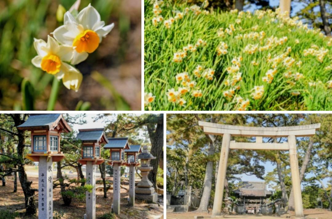 「住吉神社」　　明石市

海側に　参道があり　
イイ感じ

水仙が　咲きほこっていたよ♪

＃住吉神社　＃明石市　＃水仙　＃スイセン　＃花