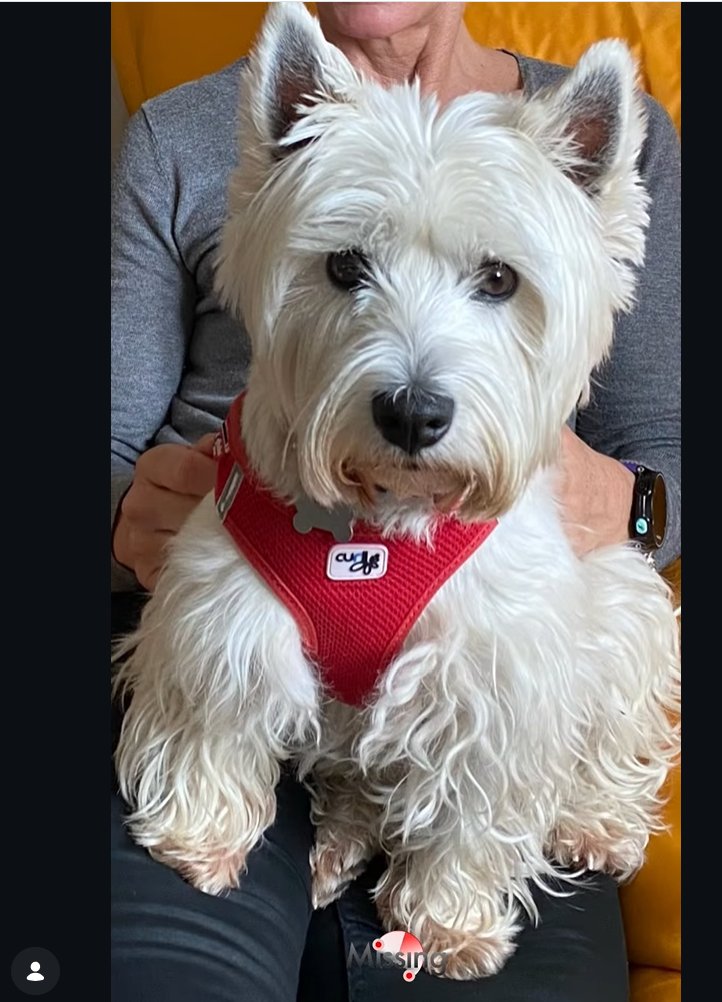 🚨 Avis de recherche : NEIGE 🐾 Suspicion de vol
💰Une récompense de 200€ est prévue pour toute personne permettant de retrouver Neige.

📌 Lieu exact de la disparition : quartier du Fournas

🐶 Femelle – West highland white terrier – 8 ans
📅 Disparue le 29/11/2025
📍06220