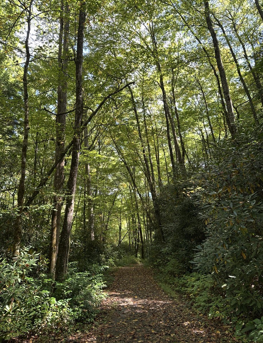 joannpip's tweet image. It’s Trail Tuesday

QP or post a picture you took of a trail or path you enjoy!

#Trail 🍃 #CherokeeNC
