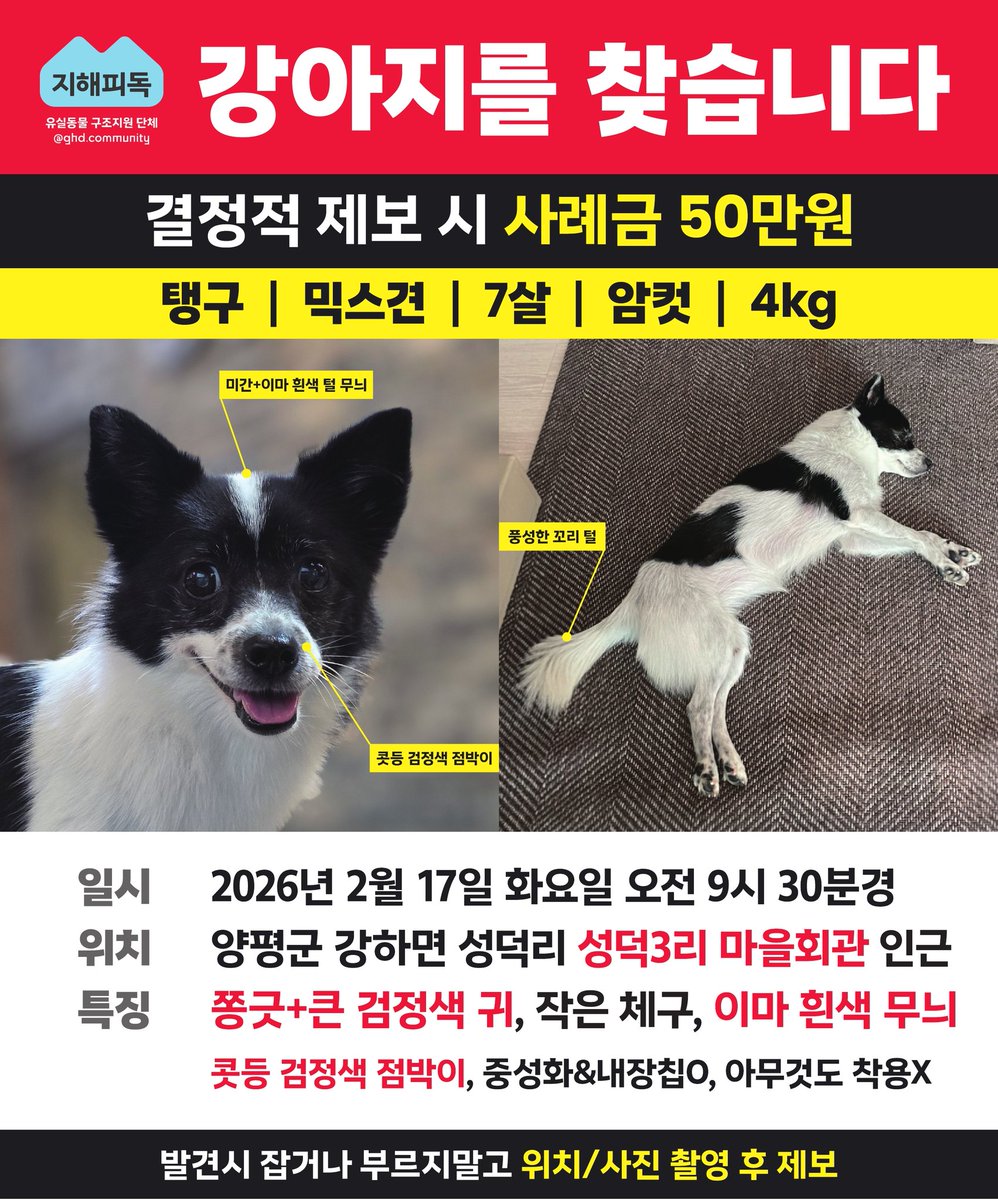 nomorelostpets's tweet photo. #RT
양평 강하리에서 유실된
탱구를 찾습니다!

4kg의 소형견입니다
양평에 봉사자분도, 사람들도 없어 제보가 없습니다 널리 알려주세요🙏
https://t.co/yBsOBMZYr3 https://t.co/yNqpH0uZC8