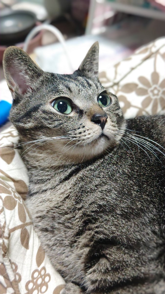 ねっこ(=ﾟωﾟ=) tweet media