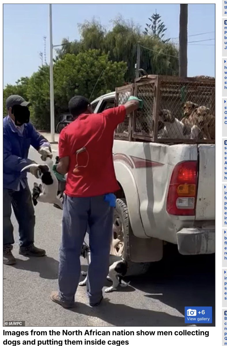 MakeFriend4Life's tweet image. They respect nothing! How disgusting they treat these innocent dogs like trash when they think they’re so superior. I’m so angry and heartbroken with all these stupid FIFA games that promote only gluttony and nothing for the countries they host their overpriced games