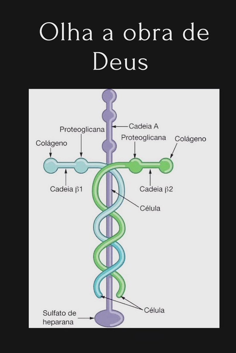 Leopoldina 🇧🇷 tweet media