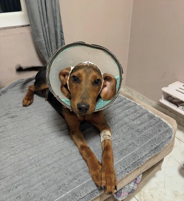 NadjaNadja27's tweet image. Vidite kako nas čeka...kakva je to snaga u ovom malom preslatkom psiću !!!! Za divljenje  i velike zagrljaje !!! Volimo te Henri !!!!!!!!❤️❤️❤️❤️❤️❤️❤️❤️