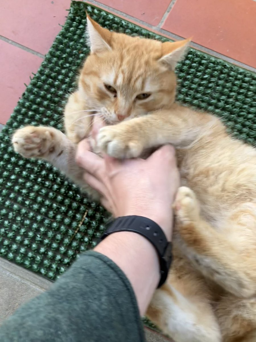 cicciopuz's tweet photo. Anche se in ritardo partecipo anch’io a questa giornata mondiale del gatto #WorldCatDay https://t.co/u5xk2DnOdU