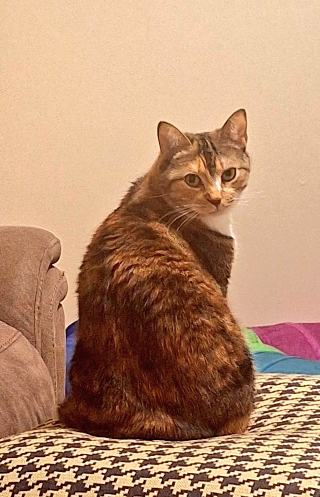 Molly World tweet media