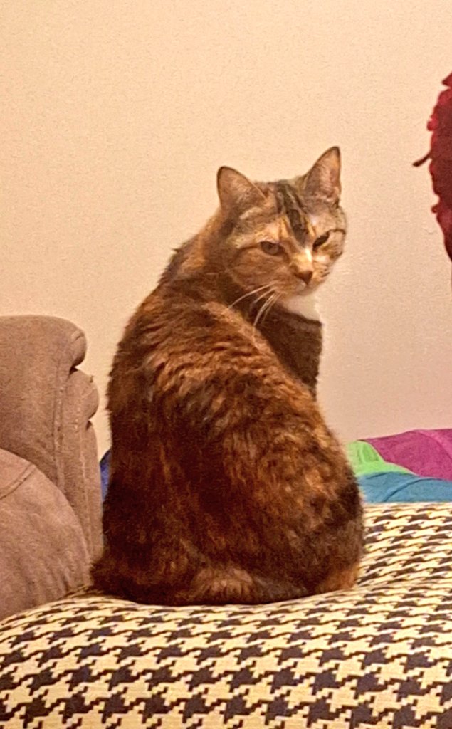 Molly World tweet media