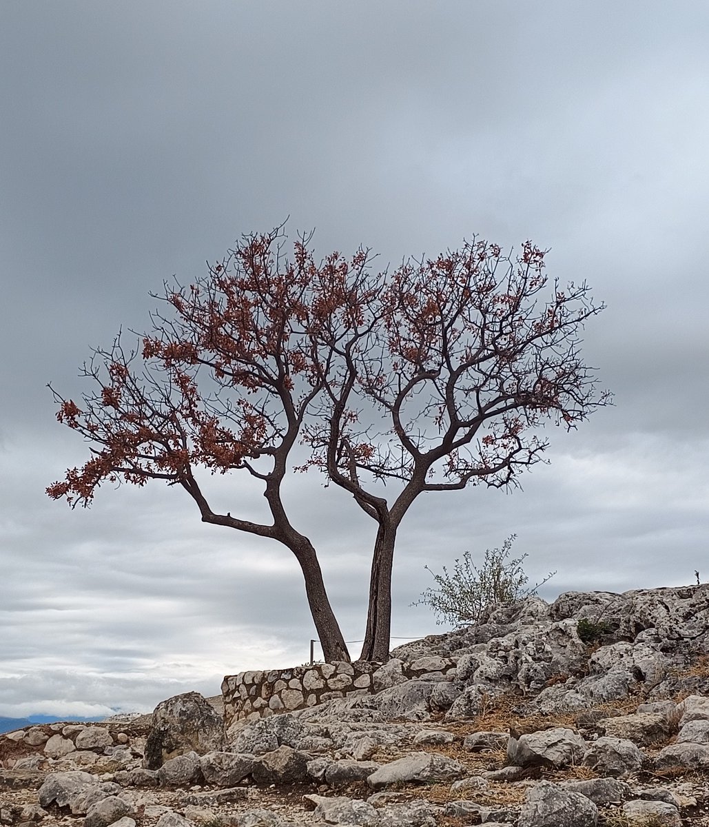 Victoria Francis tweet media