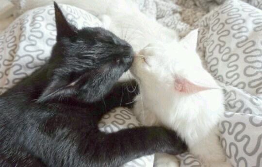 cats.jpg (@catsdotjpg) on Twitter photo 