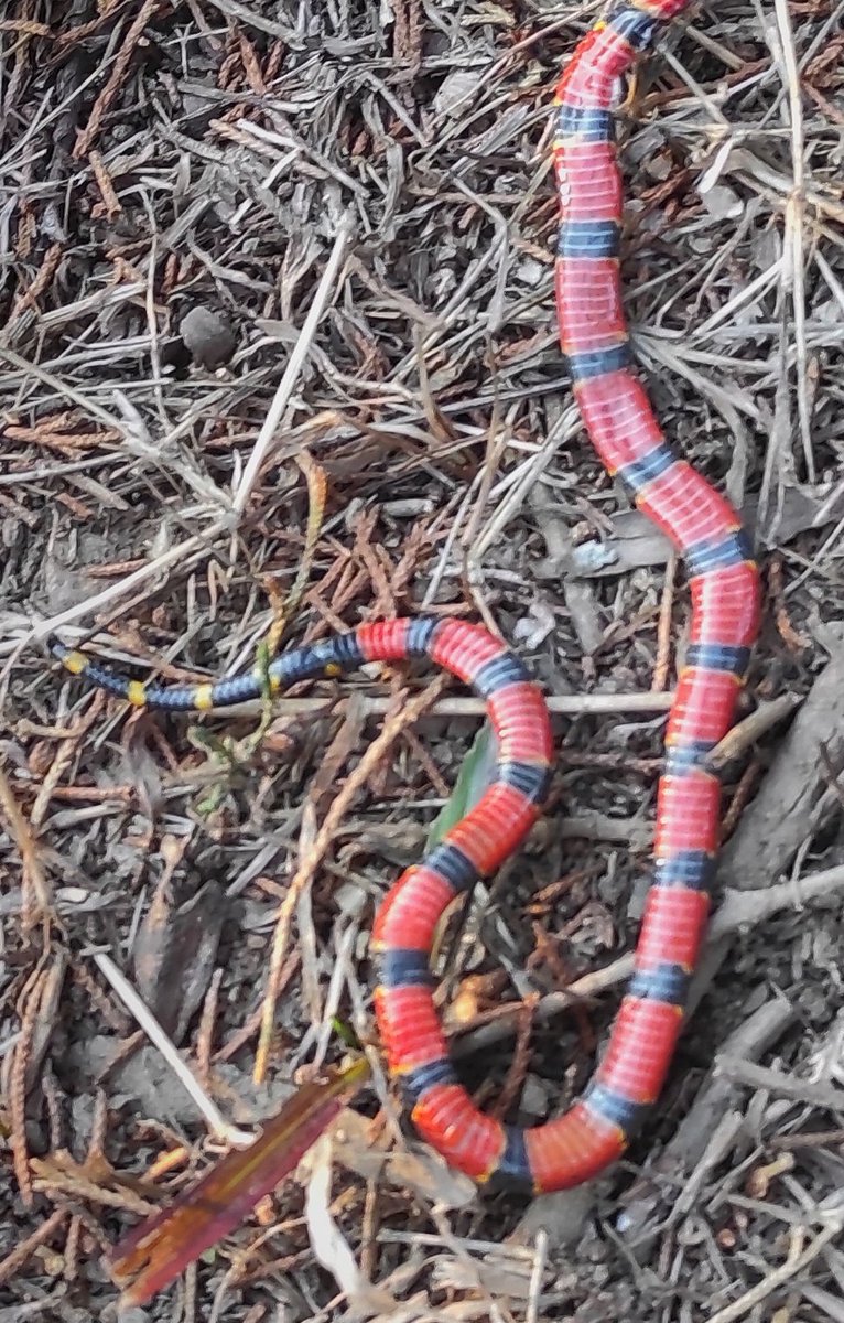 OmarMata's tweet photo. Serpiente Coral https://t.co/fZ9wZOumai