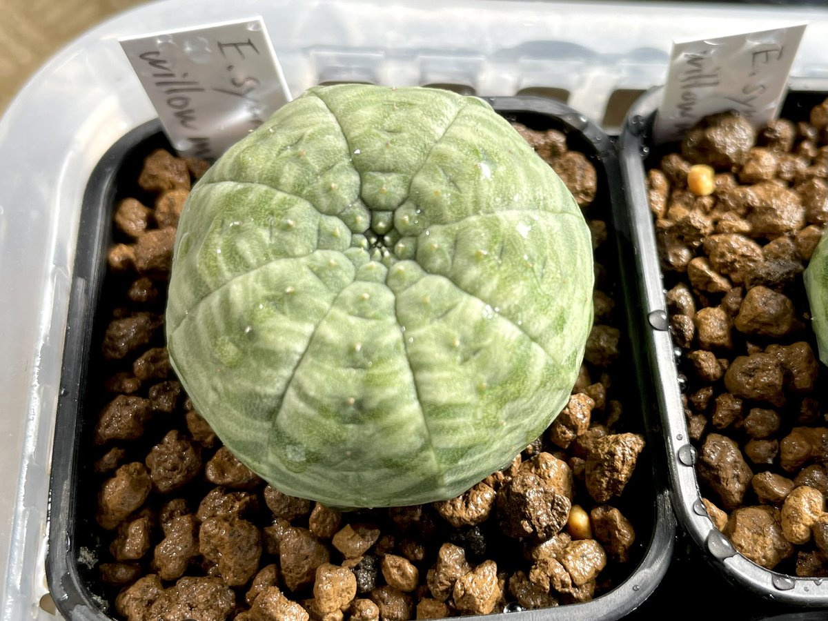 新月@多肉植物もっちーず tweet media