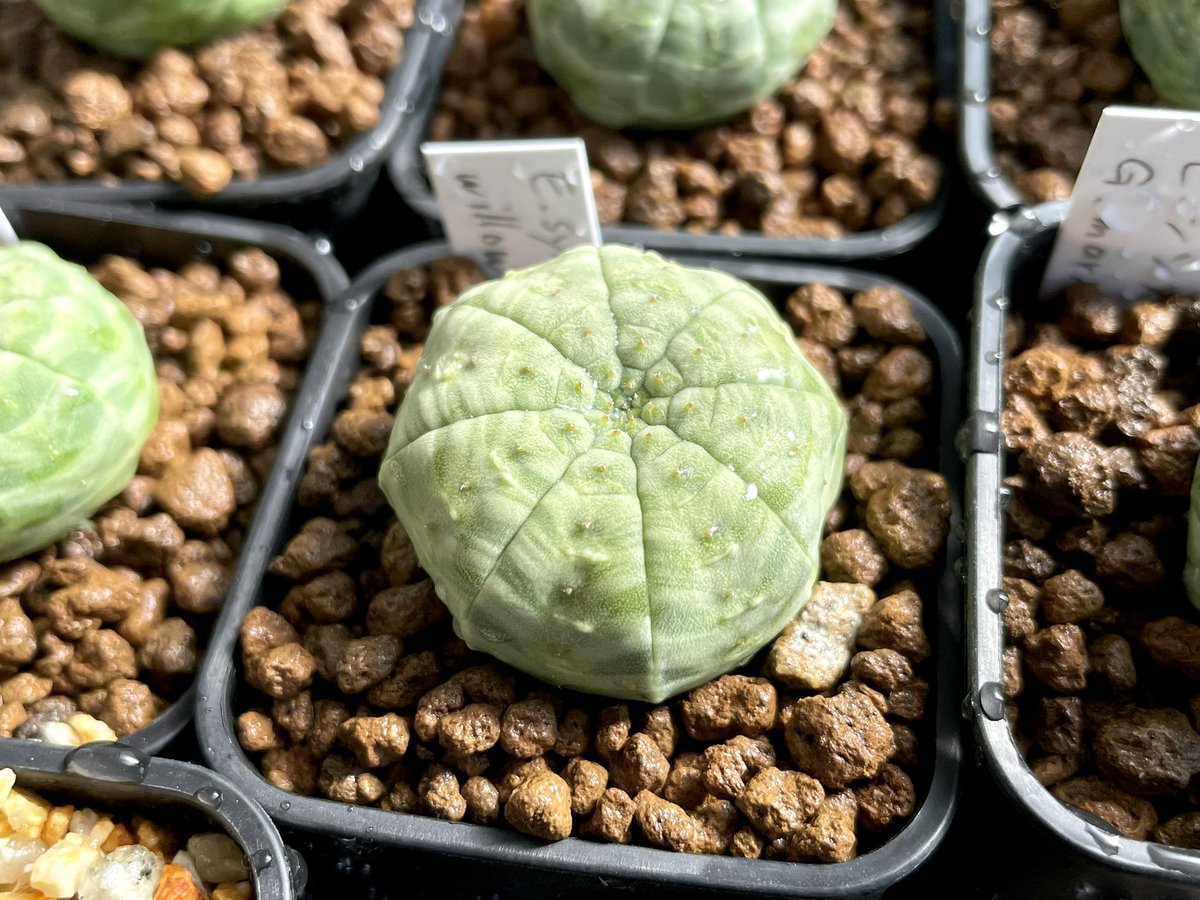 新月@多肉植物もっちーず tweet media