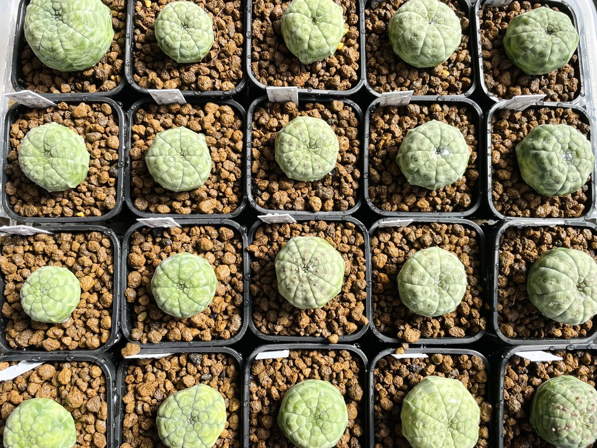 新月@多肉植物もっちーず tweet media