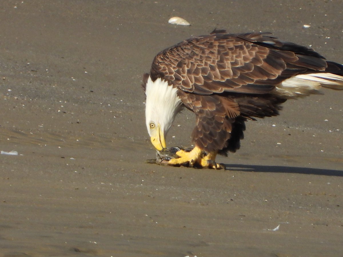 teresaholmes351's tweet photo. @aHeartSoFull Here is one of many from a Lake Erie vacation last fall. #reptor #wildlife 🦅 https://t.co/0vVMbLhfTI