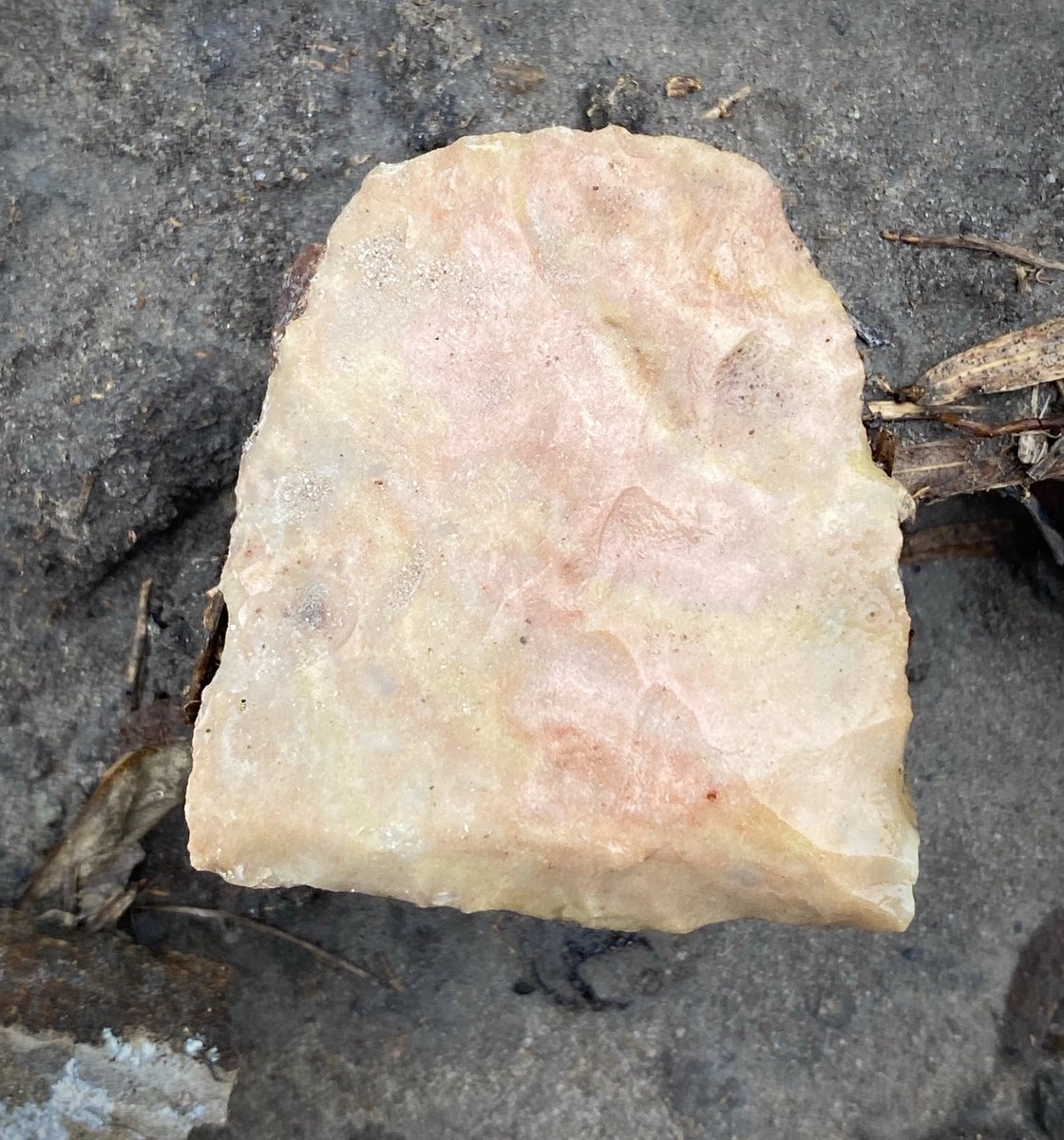While hiking in the South Texas Plains, I found in situ a Nueces adze. This small carefully flaked stone implement, dating to the Late Prehistoric period (roughly 500–1,000 years ago) was likely recycled from a fragment of a larger tool and used for woodworking. 

These tools