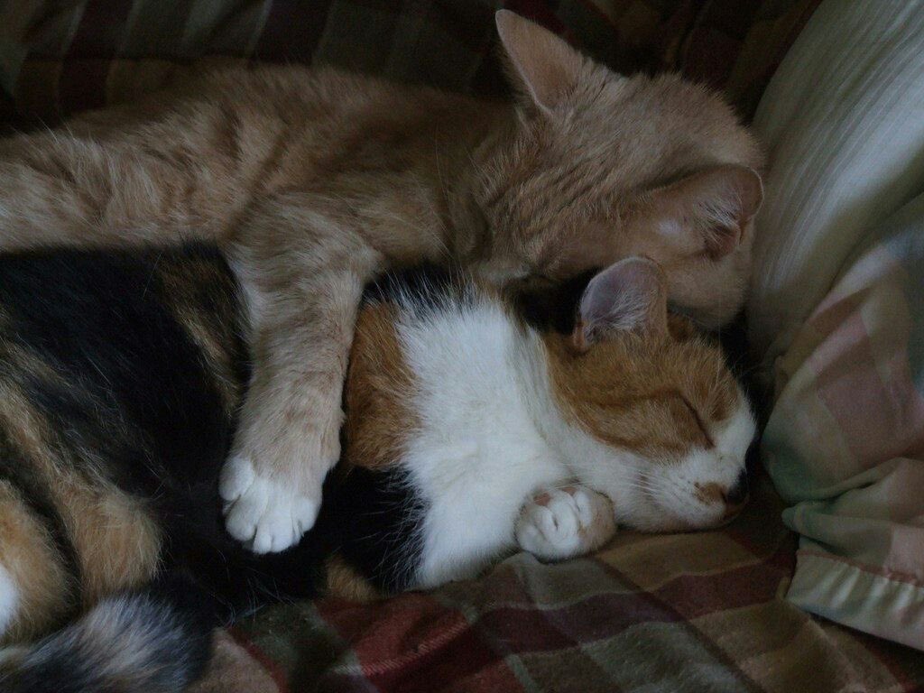 daily cats ♡ tweet media