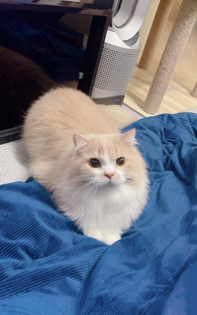 mog (@mogmogmog312) / Posts / X