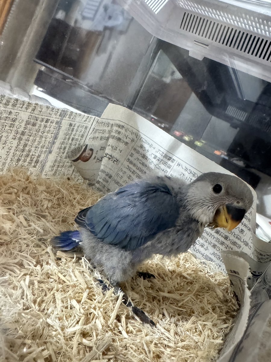 unknows15's tweet photo. インコ迎えました✌️

DAY 1〜4 https://t.co/lQsFlwUblq