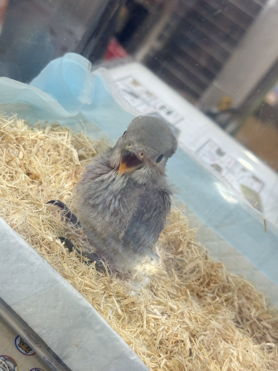 unknows15's tweet photo. インコ迎えました✌️

DAY 1〜4 https://t.co/lQsFlwUblq
