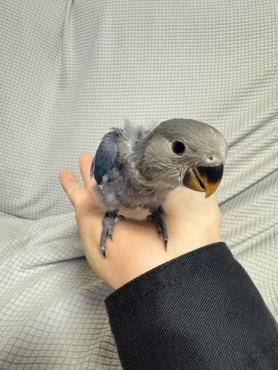 unknows15's tweet photo. インコ迎えました✌️

DAY 1〜4 https://t.co/lQsFlwUblq