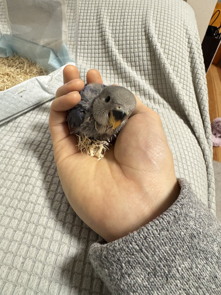 unknows15's tweet photo. インコ迎えました✌️

DAY 1〜4 https://t.co/lQsFlwUblq
