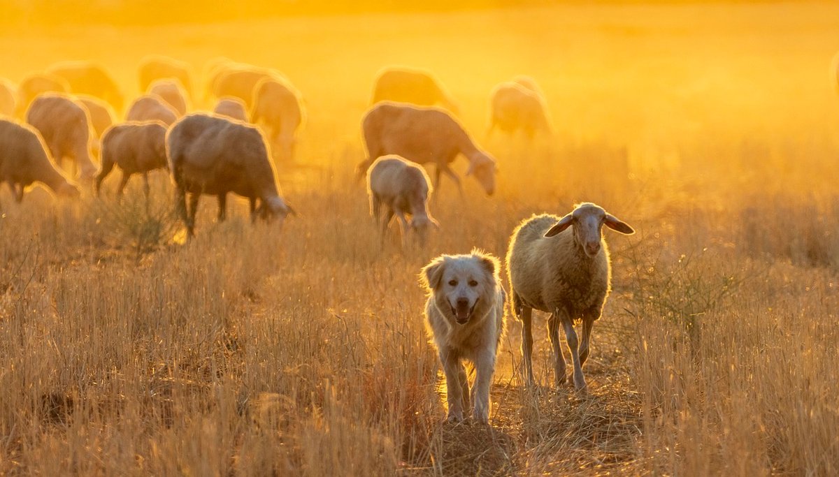 FarmShopAus's tweet photo. Keep your farm running at peak performance with our reliable thermometers! From soil to livestock monitoring, we’ve got the tools to help you stay on top of the perfect conditions all year round. Shop the range!

#agricultureaustralia #farming 

https://t.co/WXKDBcPfrC https://t.co/k8V2bQZp99