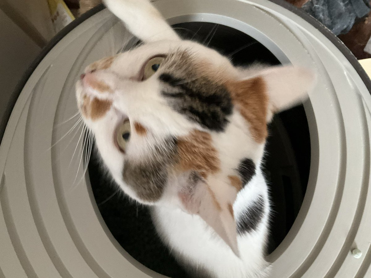 Post by うぐ🍙 on X: 朝ねこ