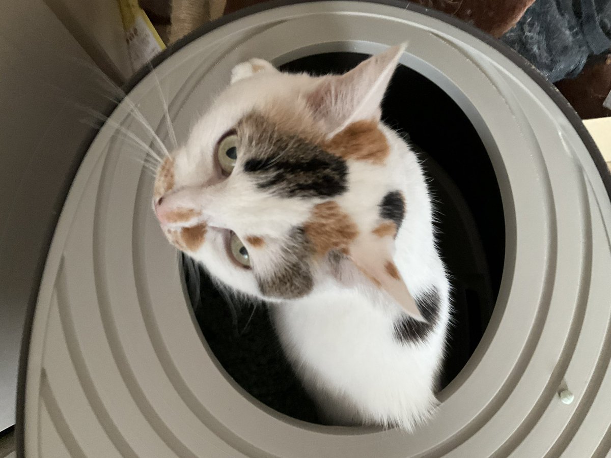 Post by うぐ🍙 on X: 朝ねこ