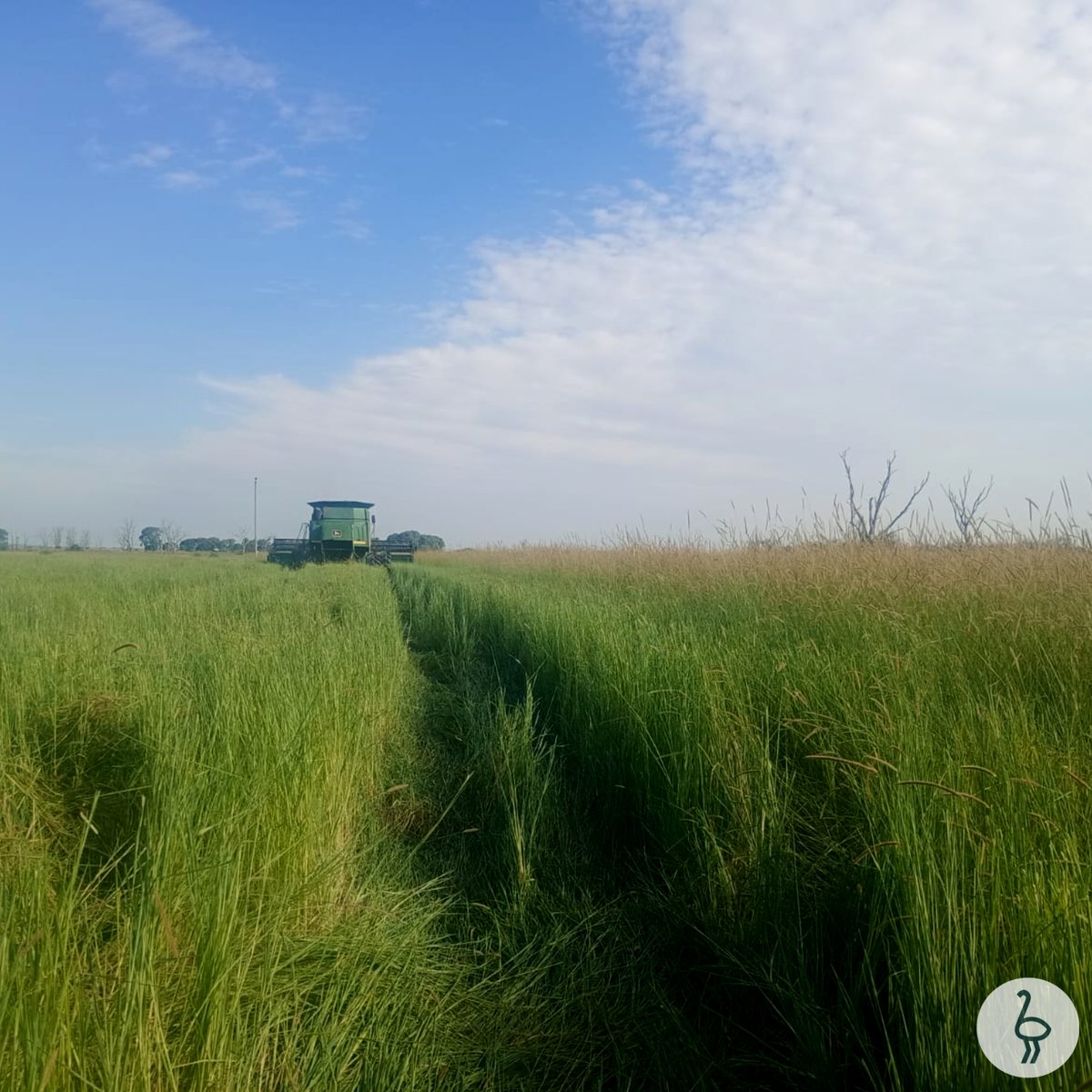 Cosecha y acondicionamiento de semillas de Setaria 🙌

#setaria #semillas #cosecha #pastura #agricultura #ganaderia #mercedes #corrientes